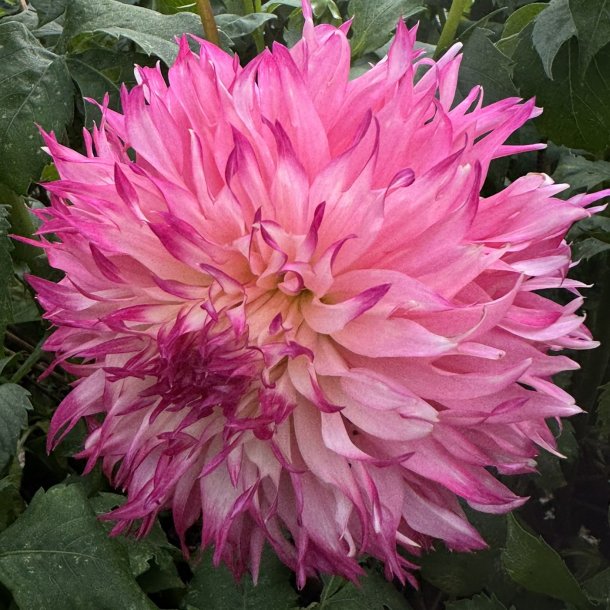 Dahlia Pinelands Princess 