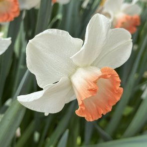 Narcis Pink Charm 5 l�g