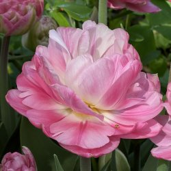 Tulipan Pink Size 5 lg