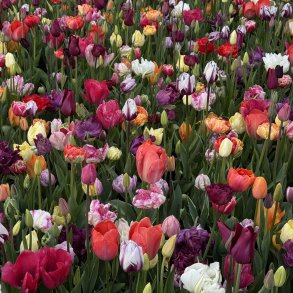 Tulipan Plukke Mix 50 l�g