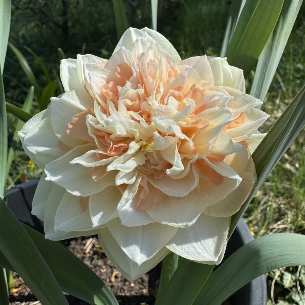 Narcis Pom Pom Rose 5 l�g