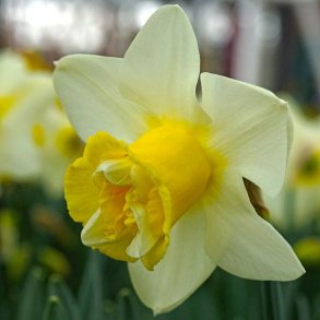 Narcis Popeye 5 l�g