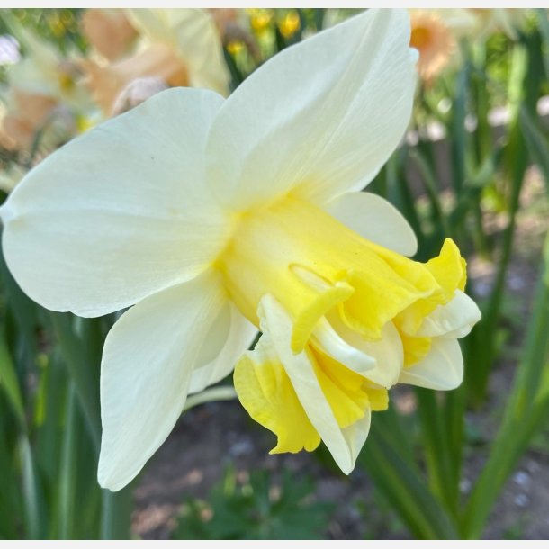 Narcis Popeye 5 l�g