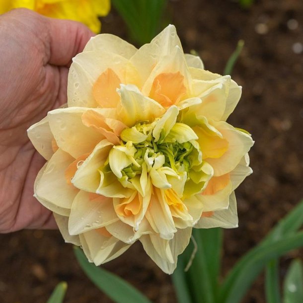 Narcis Pom Pom Rose 5 l�g