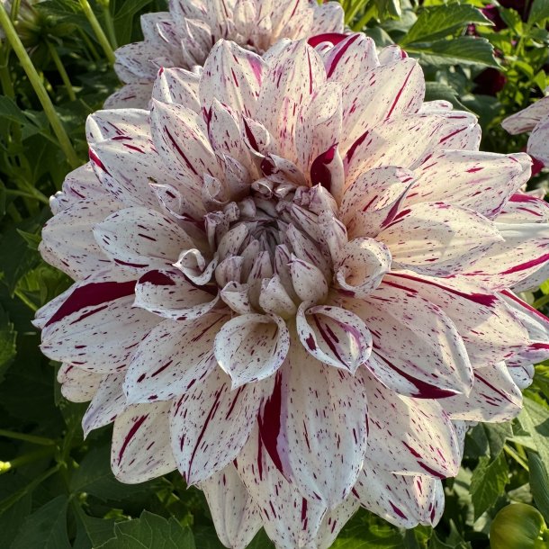 Dahlia Prince Valiant