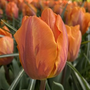 Tulipan Princess Irene 8 l�g