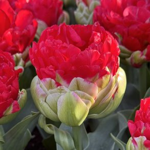 Tulipan Promiss 5 lg