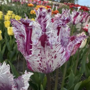 Tulipan Purple Circus 6 l�g