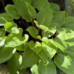Hosta Purple Heart