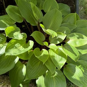Hosta Purple Heart