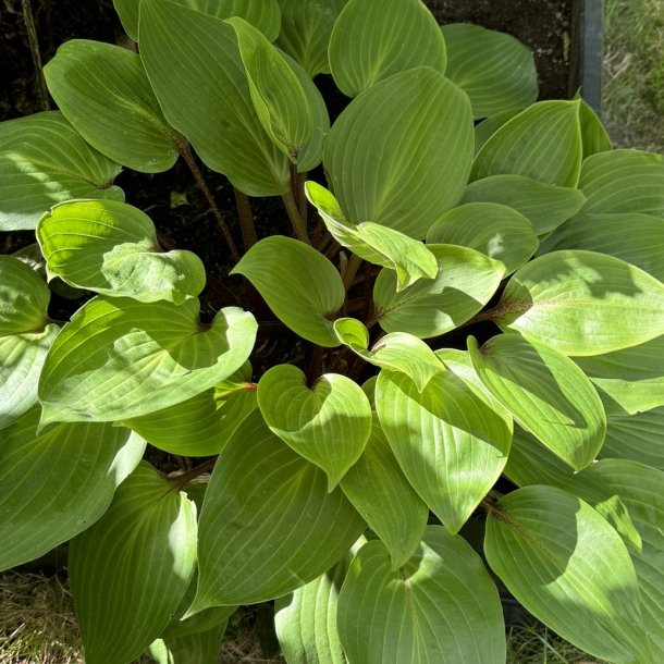 Hosta Purple Heart