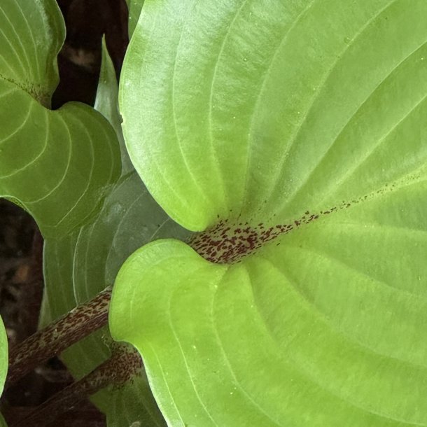 Hosta Purple Heart
