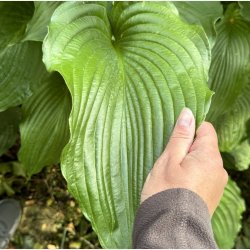 Hosta Queen of the Seas
