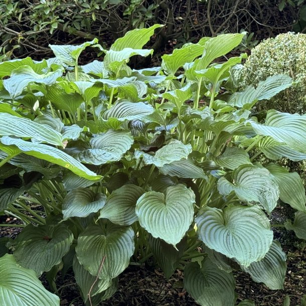 Hosta Queen of the Seas