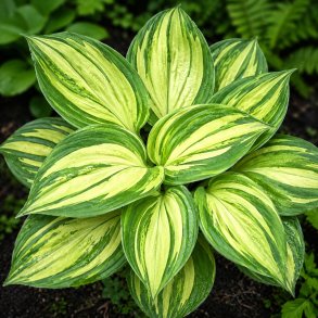 Hosta Rainbow's End