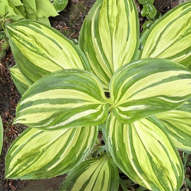 Hosta Rainbow's end