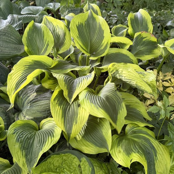 Hosta Rainforest Sunrise
