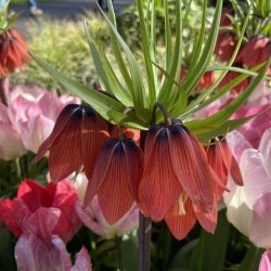 Kejserkrone Red Beauty 1 lg