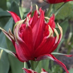 Tulip Red Spider 6 lg