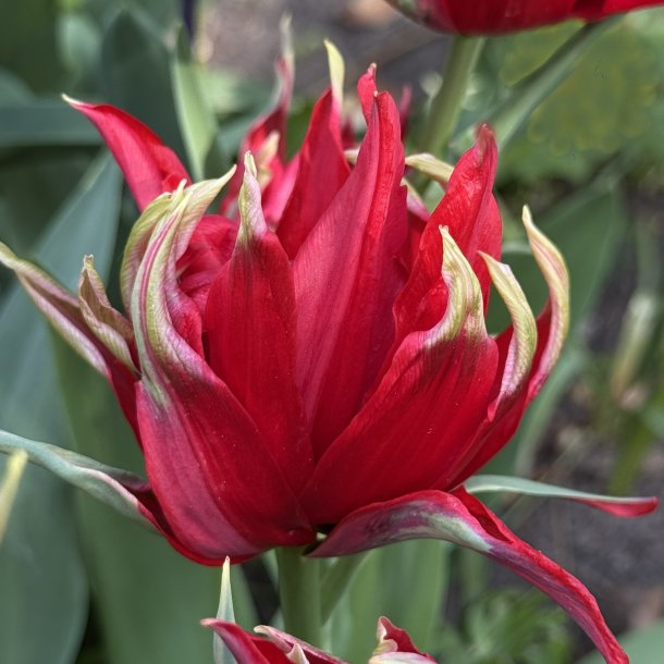 Tulip Red Spider 6 lg