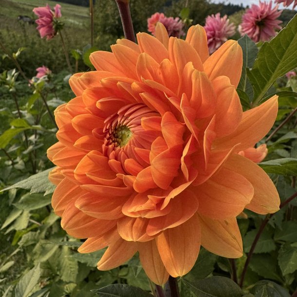 Dahlia Renato Tosio