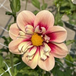 Dahlia Rhubarb &amp; Custard