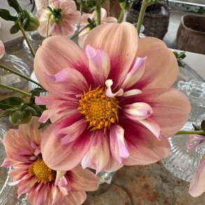 Dahlia Rhubarb & Custard