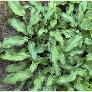 Hosta Ripple Effect