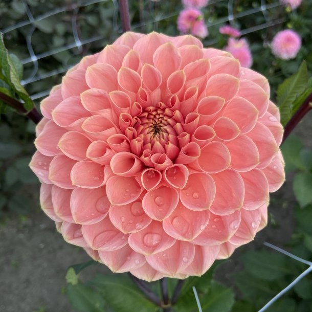 Dahlia Romance