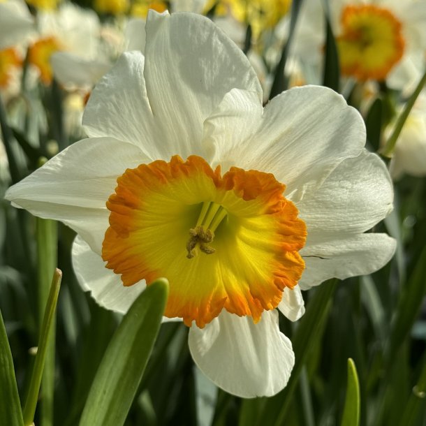 Narcis Roulette 5 l�g