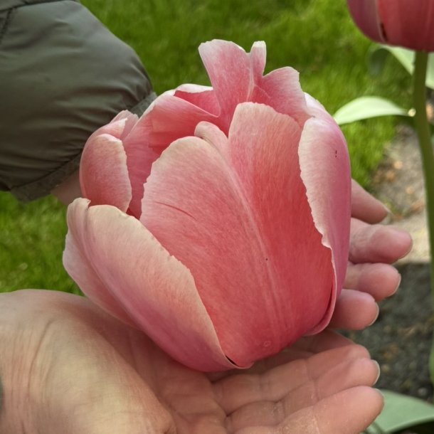 Tulipan Salmon Impression 8 l�g