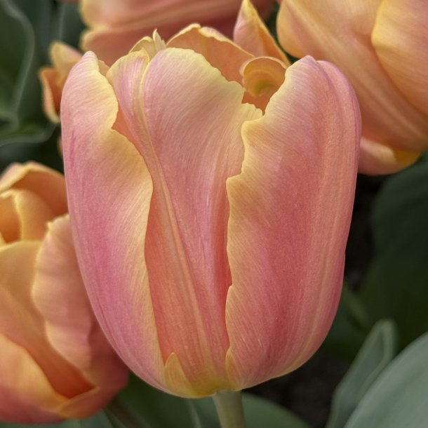Tulipan Salmon Jimmy 8 l�g