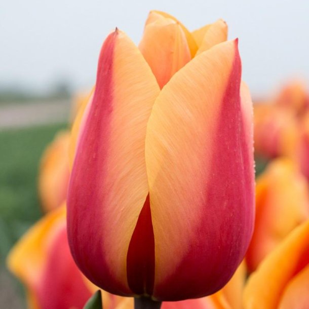 Tulipan Salmon Lalibela 6 l�g