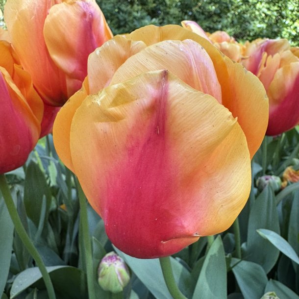 Tulipan Salmon Lalibela 6 l�g