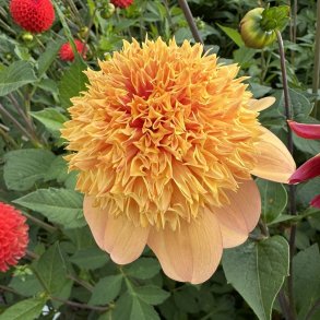 Dahlia Sandia Brocade