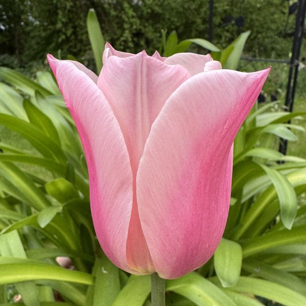 Tulipan Sanne 6 lg