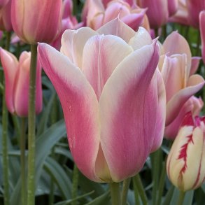 Tulipan Sanne 6 l�g