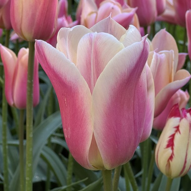 Tulipan Sanne 6 l�g