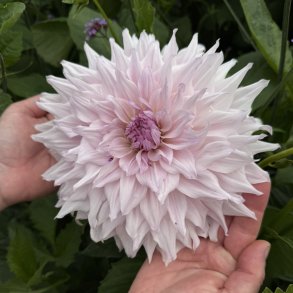 Dahlia Shiloh Noelle