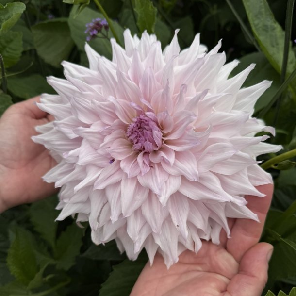 Dahlia Shiloh Noelle