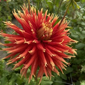 Dahlia Show and tell 1 stk