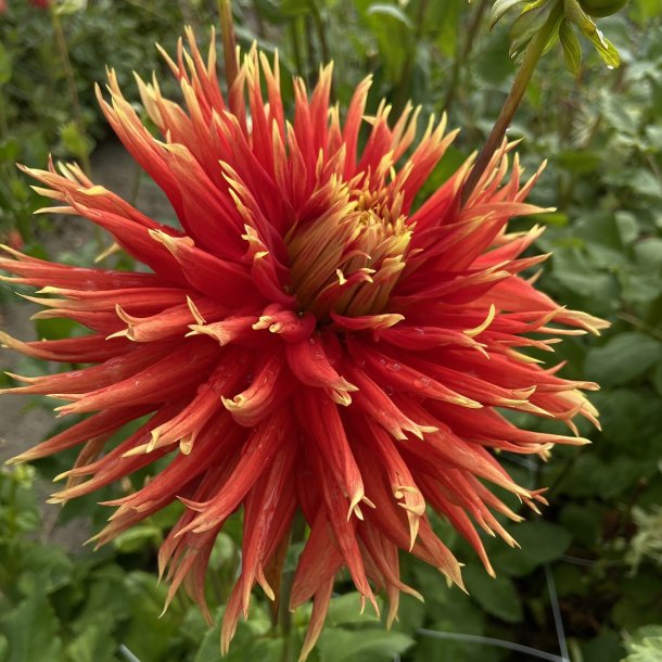 Dahlia Show and tell 1 stk