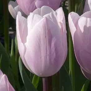 Tulipan Silver Cloud 8 l�g