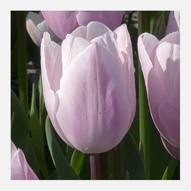 Tulipan Silver Cloud 8 l�g