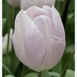 Tulip Silver Cloud 8 lg