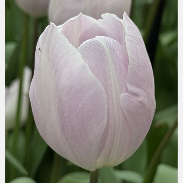 Tulip Silver Cloud 8 lg