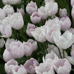 Tulip Silver Cloud 8 lg