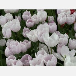 Tulip Silver Cloud 8 lg
