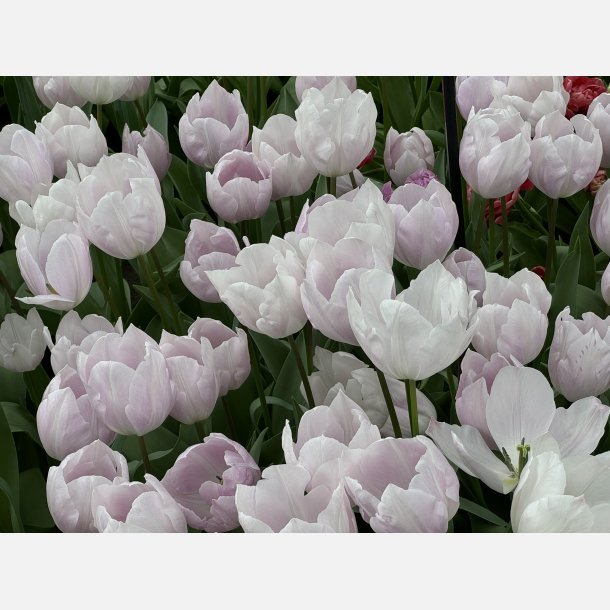 Tulip Silver Cloud 8 lg