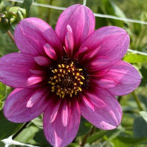 Dahlia Skyfall